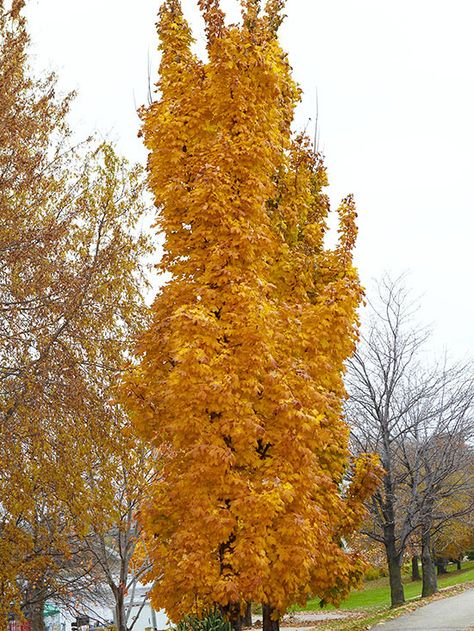 Lovely maples that can grow in Zones 6B and 7A (United States Department of Agriculture (USDA) Hardiness Zone Map): Norway Maple, Crimson King Maple, Snakebark Maple, Coral Bark Maple, Black Maple Fall Maple Trees, Planting Board, Norway Maple Tree, Crimson King Maple Tree, Coral Bark Maple, Sun Valley Red Maple Tree, Red Sunset Maple, Maple Tree Landscape, Colourful Trees