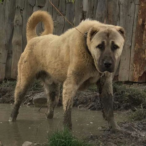 Kangal Dog Aesthetic, Cool Dog Breeds, Turkish Kangal Dog, Turkish Kangal, Alabai Dog, Massive Dogs, Kangal Dog, Livestock Guardian Dog, Rare Dog Breeds