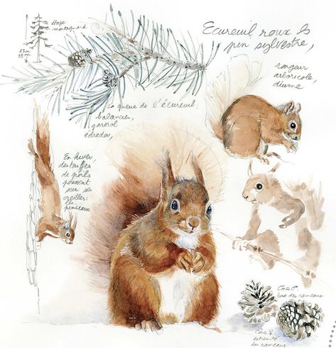 Animal Encyclopedia Aesthetic, Therian Journal, Wildlife Journal, Animal Encyclopedia, Cottagecore Posters, Animal Journal, Nature Sketch, Animal Study, Watercolor Journal