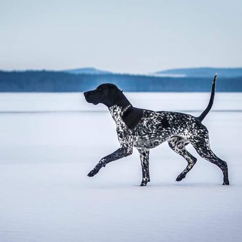 Black Gsp, German Short Hair Pointer, Short Hair Pointer, German Shorthaired Pointer Black, German Short Haired Pointer, German Short Hair, German Pointer, Dog Farm, Gsp Dogs