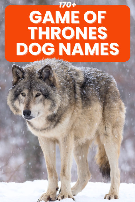 It's one of the most popular series ever, so it's no wonder so many of us are looking for Game of Thrones dog names. Find them all here! Viking Dog Names, Game Of Thrones Names, Game Of Thrones Wolves, Boy Dog Names, Girl Dog Names, Name Games, Dog Varieties, Classic Girl, Popular Series