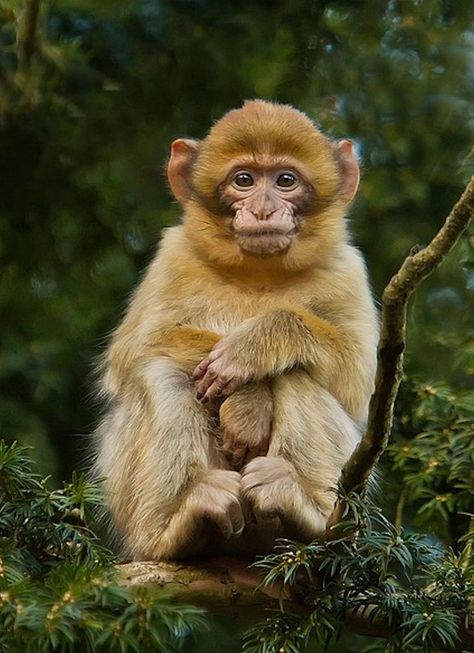 Barbary Macaques Barbary Macaque, Baby Monkeys, Dog Videos, Aesthetic Things, Baby Monkey, Primates, Adorable Baby, Monkeys, Animal Art