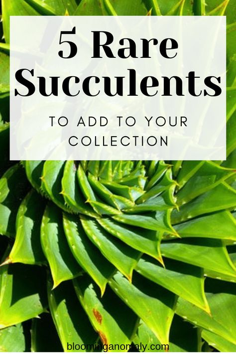 5 Rare Succulents to Add to Your Collection - Blooming Anomaly Succulents Types, Red Succulents, Garden Succulents, Mealy Bugs, Succulents For Sale, Homesteading Diy, Aloe Plant, Rain Water Collection, Rare Succulents