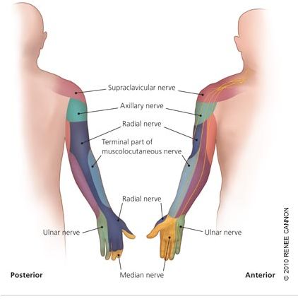 Ever wake up to a numb arm? Here’s what’s happening. Arm Nerve Pain Relief, Arm Numbness, Peripheral Nerve Injury, Axillary Nerve, Nervus Vagus, Radial Nerve, Ulnar Nerve, Median Nerve, Spinal Nerve