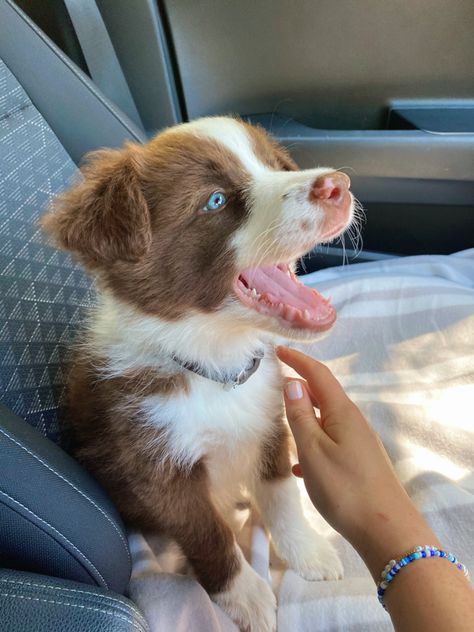 Border Collie Puppies Brown, Australian Shepherd Border Collie Cross, Border Aussie Dogs, Brown Aussie Shepherd, Baby Border Collie, Cute Border Collie Puppies, Brown Australian Shepherd Puppy, Brown Border Collie Puppy, Border Collie Brown