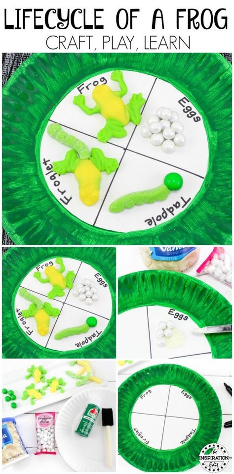 Lifecycle of a Frog learning activity for kids. #Frog #preschool #PreschoolActivities #kindergarten #springcraft #CraftPlayLearn #paperplatecraft Amphibians Activities, Reptile Crafts, Life Cycle Of A Frog, Craft Activity For Kids, Frog Activities, Lifecycle Of A Frog, Frog Theme, Frog Life, Frog Crafts