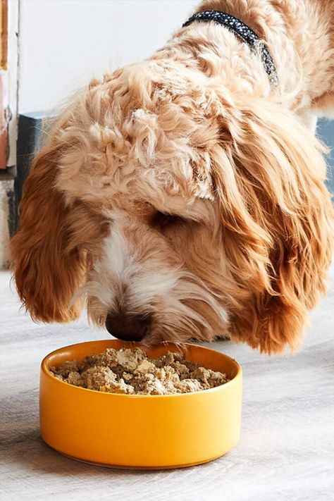 cockapoo dog food Pet Food Photography, Dog Food Photography, Dog Influencer, Dog Food Kibble, Cat Wet Food, Best Dry Dog Food, Best Dog Food Brands, Influencer Photography, Make Dog Food