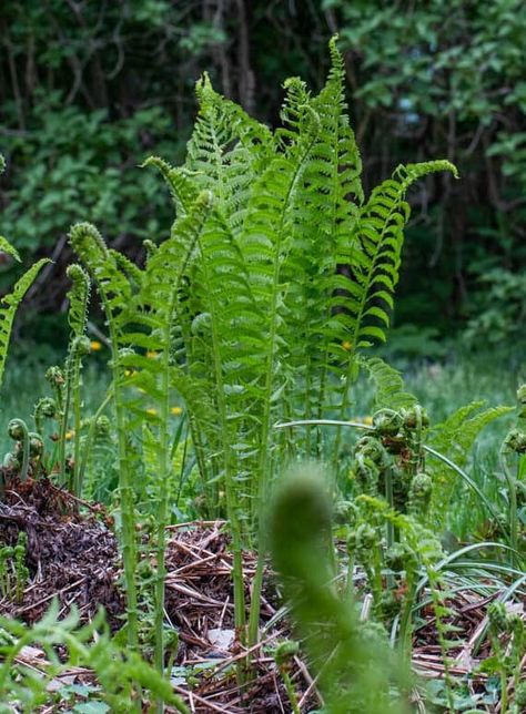 Fiddlehead Ferns: Identifying, Harvesting and Cooking Edible Ferns, Fiddle Fern, Fiddlehead Fern, Mini Forest, Fiddlehead Ferns, Canning Process, Forest Painting, Food Out, Wild Food