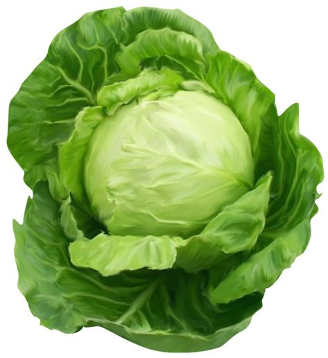 Cabbage Clipart Picture Can You Freeze Cabbage, Cabbage Health Benefits, Yaki Udon, Raw Cabbage, Vegetable Painting, Vegetables Photography, Vegetable Pictures, Vegetable Illustration, Food Clipart