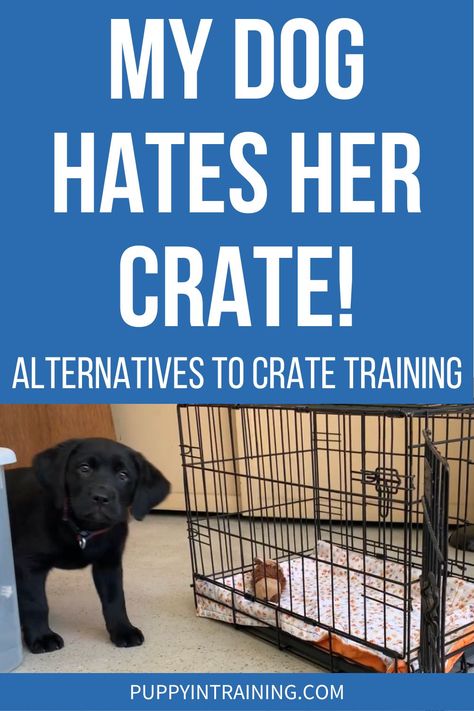 How To Crate Train An Older Dog, Dog Crate Alternative, Crate Training Schedule, Crate Training Puppy Schedule, Dog Training Commands, Puppy Schedule, Crate Training Dog, New Puppy Checklist, Puppy Room