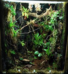 Rainforest terrarium - dark forest floor with lots of vines and hanging plants, including Nepenthes. Rainforest Terrarium, Dart Frog Vivarium, Gecko Vivarium, Bioactive Vivarium, Frog Terrarium, Gecko Terrarium, Rainforest Plants, Reptile Room, Aquarium Terrarium