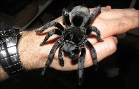 Brazilian black tarantula Brazilian Black Tarantula, Black Tarantula, Big Spiders, Black Brazilian, Itsy Bitsy Spider, Cool Bugs, Spider Tattoo, Incredible Creatures, Creepy Crawlies