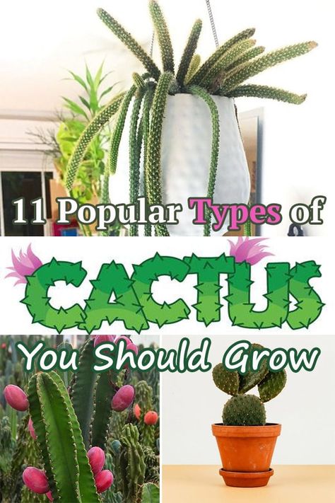 With so many Types of Cactus out there, it’s difficult to choose one for planting. To make things easier for you, we divided them into several categories! Types Of Cactus Plants Houseplant, How To Plant Cactus In Pots, Dragon Fruit Cactus Indoor, Types Of Cactus Plants Outdoor, Different Types Of Cactus Plants, Cactus Types Chart, Types Of Cactus Plants Names, Cactus Plants Indoor, Different Types Of Cactus