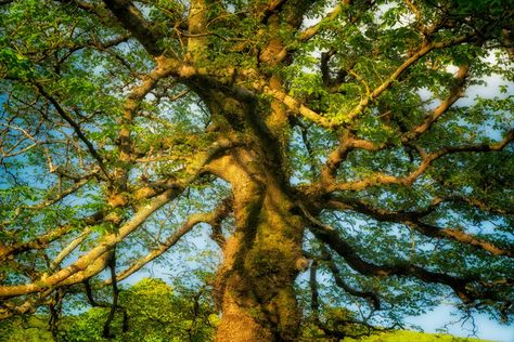 The history of the elder tree: From deities and dryads to Shakespeare Celtic Tree Calendar, Herb Magic, Elder Tree, Medicine Garden, Live Earth, Elderflower Cordial, Elder Wand, Tree Growth, Green Witchcraft