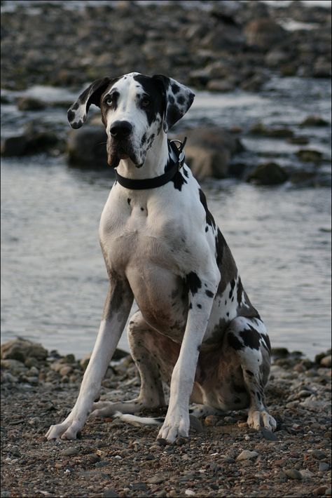 Harlequin Great Dane by WhisperedLitany08 on deviantART Harlequin Great Dane, White Great Dane, Chocolate Harlequin Great Dane, Great Dane Colors, Blue Merle Great Dane, Great Dane Dogs Black, Great Dane Blue Harlequin, Black Great Dane Aesthetic, Black Great Danes