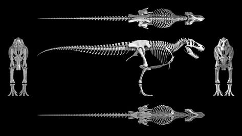 Trex Skeleton, T Rex Skeleton, Tyrannosaurus Rex Skeleton, Skeleton Model, Prehistoric Dinosaurs, Tyrannosaurus Rex, T Rex, Skeleton, Twitter