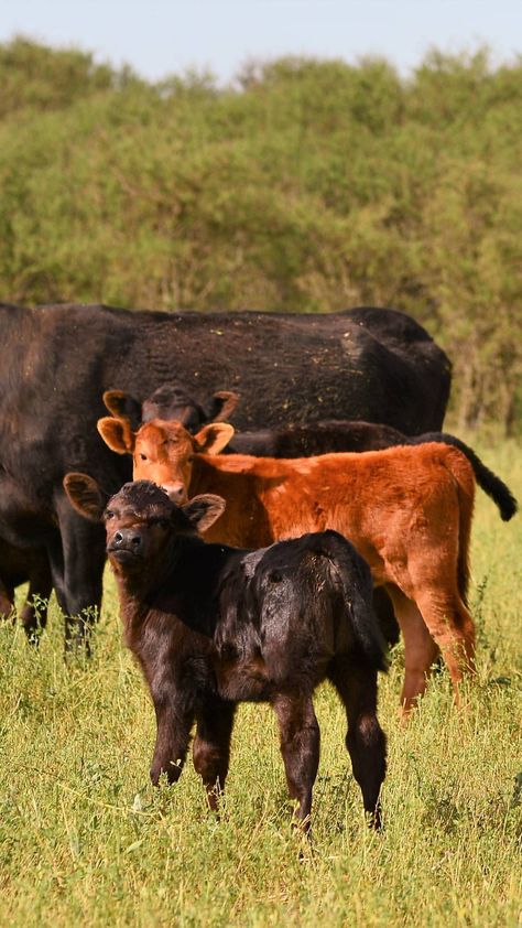 Red Angus Cows, Black Angus Cows, Cattle Business, Beef Cows, Angus Cows, Brahman Cattle, Black Angus Cattle, Angus Cow, Angus Cattle