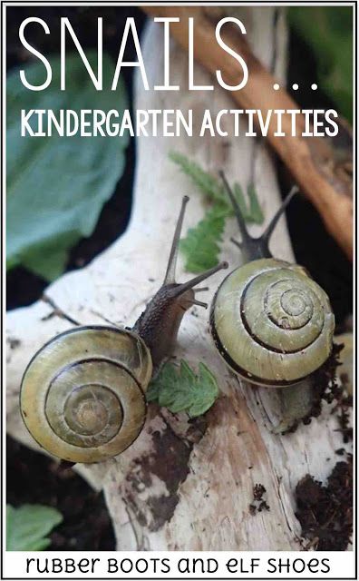 snail learning activities - rubber boots and elf shoes Slug Activities For Preschool, Snail Activity For Preschool, Snail Activities For Kids, Snail Activities, Snails Preschool, Snail Life Cycle, Snail Crafts, Kindy Classroom, Soil Activities