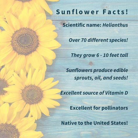 Sunflower Facts Chicken Fodder, Sunflower Facts, Attract Pollinators, Beneficial Insects, Permaculture, Fun Fact, Sprouts, Peas, To Grow