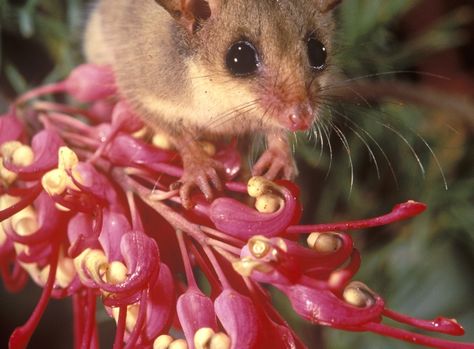 Possum Reference, Possum Photography, Western Pygmy Possum, Pygmy Possum, Nz Animals, Possum Eating, Australian Mammals, Aussie Animals, Birds Beautiful