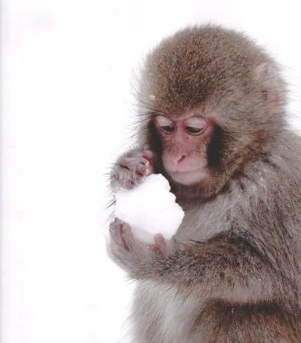 Nagano Snow Monkeys, Snow Monkeys Japan, Sake Tasting, Cottagecore Animals, Snow Monkeys, Snow Play, Snow Monkey, Nagano Japan, Snow Activities