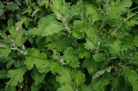 Learn about the Sweet Wormwood - Artemisia Annua (Sweet Annie), its benefits, medicinal uses, properties, dosage, indications, and side effects. Wormwood Benefits, Artemisia Annua, Herbal Medicine Recipes, Aloe Vera Benefits, Sweet Annie, Healing Plants, Homemade Remedies, Healing Herbs, Community Gardening