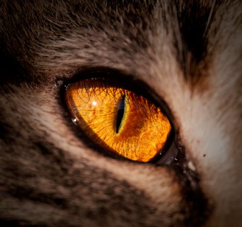 Human Cat Eyes Aesthetic, Golden Eye Aesthetic, Yellow Wolf Eyes, Orange Eyes Aesthetic, Golden Eyes Aesthetic, Golden Inktober, Cat Eyes Aesthetic, Yellow Eyes Aesthetic, Cat Eye Aesthetic