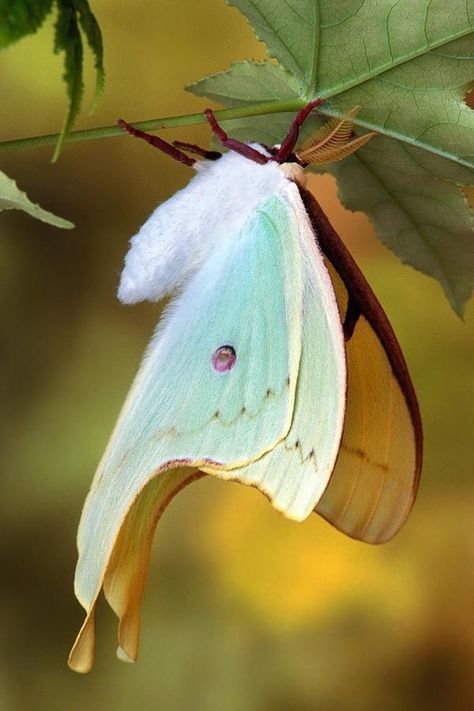 Cool Insects, Moth Caterpillar, A Bug's Life, Beautiful Bugs, Luna Moth, Butterfly Kisses, Arthropods, Airbrush Art, Bugs And Insects