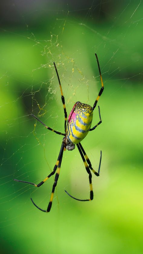 Joro Spider, Zevo Insect, Killing Spiders, Spider Identification, Basic Biology, Colorful Bugs, Large Spiders, Scale Insects, Korean Peninsula