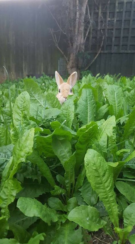 Love Bunnies, Rabbit Rabbit, Bunny Rabbits, Beatrix Potter, Peter Rabbit, Sweet Animals, Animal Love, Love Animals, 귀여운 동물