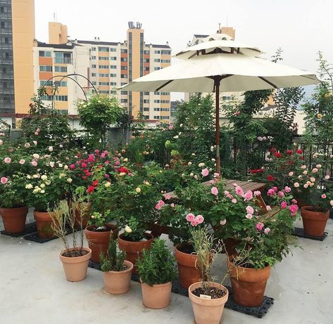 Rooftop Plants Ideas, Buddha Home Decor, India Home Decor, Rooftop Design, Rose Plant, Plants Ideas, Urban Gardening, Home Vegetable Garden, Planting Roses