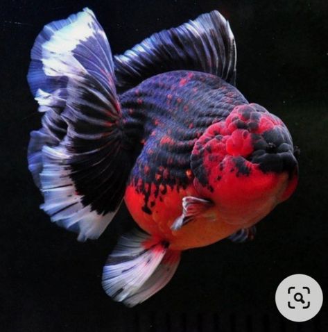 Oranda Fish, Ranchu Fish, Goldfish Breeding, Ryukin Goldfish, Oranda Goldfish, Pet Goldfish, Pet Pug, Fish Goldfish, Goldfish Art