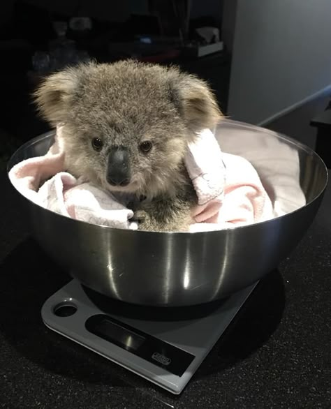 Koala Meme, Koala Funny, Koala Cute, Koala Drawing, Funny Koala, Animals Aesthetic, Cute Koala Bear, Koala Bears, Australia Animals