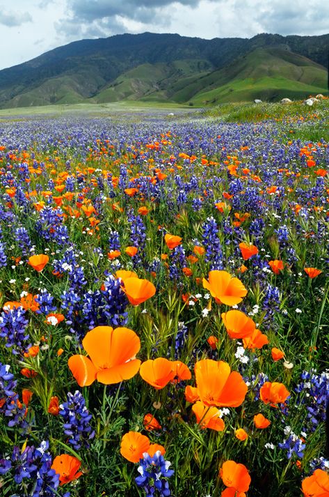 2009 California Spring Wildflowers Graham Owen Binding Spells, California Wildflowers, Spring Wildflowers, Spell Caster, California Poppy, Flowers Spring, Psychic Reading, Flower Field, Love Flowers