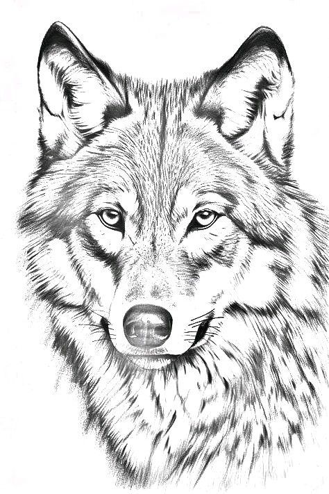 Realistic Wolf Tattoo Stencil, Native American Drawing Ideas, Paintings Of Wolves, Wolf Poses Drawing, Wolf Face Sketch, Wolf Pyrography, Drawings Of Wolves, Wolf Drawing Sketch, Native American Drawings