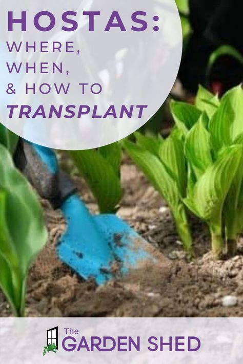 Best Time To Transplant Hostas, How To Transplant Hostas, Transplanting Hostas In The Fall, When To Transplant Hostas, Transplanting Hostas, Transplant Hostas, Front Yard Flower Bed, Groundcover Plants, Front Yard Ideas