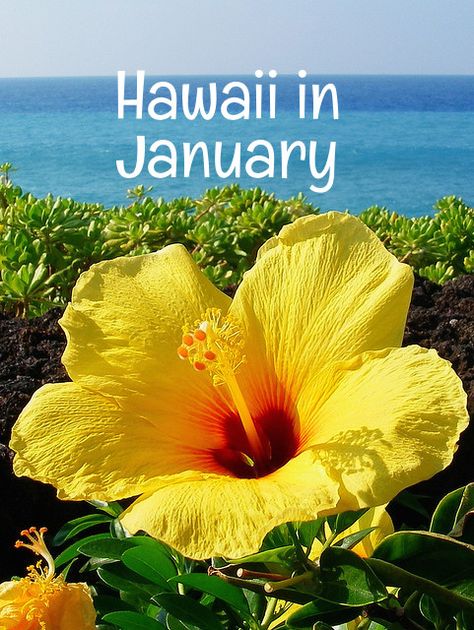 Hawaii In January, Where Is Bora Bora, Vacation In Hawaii, Best Island Vacation, Lanai Island, Fiji Travel, Visit Hawaii, Hawaiian Vacation, Hawaiian Beaches