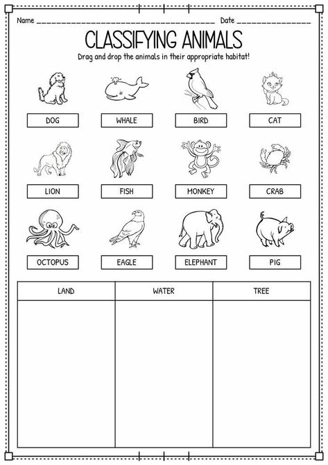 Classifying Preschool Activities, Animal Teaching Activities, Worksheet On Animals For Kindergarten, Classifying Animals Activities, Evs Worksheet For Class 1 Animals, Elementary Science Worksheets, 1st And 2nd Grade Worksheets, Evs Worksheets For Grade 2 Animals, Animal English Worksheet