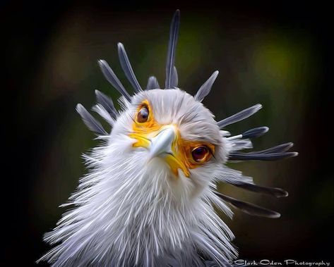 Secretarybird (Sagittarius serpentarius) by Clark Oden. Sagittarius Serpentarius, Celebrate Each New Day, Secretary Bird, Bird Fountain, Good Night Friends, Bird Watcher, Funny Birds, Birdwatching, Birds Of Prey