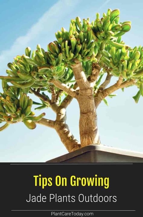 Jade Plant Outdoor, Jade Plant, Plant Zones, Backyard Landscape, Crassula Ovata, Border Plants, Jade Plants, Backyard Farming, Indoor Gardening