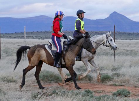 A Simple Method of Conditioning the Endurance Horse Francois & Laura Seegers, Perseverance Arabian and Endurance Horses We are frequently asked by people who are interested in taking up enduran… Endurance Horse, Endurance Riding, Buy A Horse, Equestrian Helmets, Horse Clipping, Equestrian Helmet, Endurance Training, Riding Lessons, English Riding