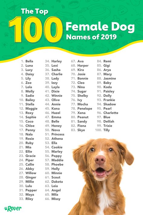 The results are in! These are the top female dog names of 2019. As the world’s largest network of pet sitters and dog walkers and leading dog name experts, we can’t wait each year to dig into our database of over a million dogs to determine which names are leading the pack. Top Female Dog Names, Best Girl Dog Names, Best Female Dog Names, Girl Dog Names Unique, Puppies Names Female, Most Popular Dog Names, Popular Dog Names, Cute Puppy Names, Dog Names Unique