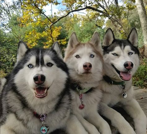 Pure Breed Dogs, Alaskan Husky, Cute Husky, Husky Mom, Dog Pee, Snow Dogs, Pretty Dogs, Husky Puppy, Wolf Dog