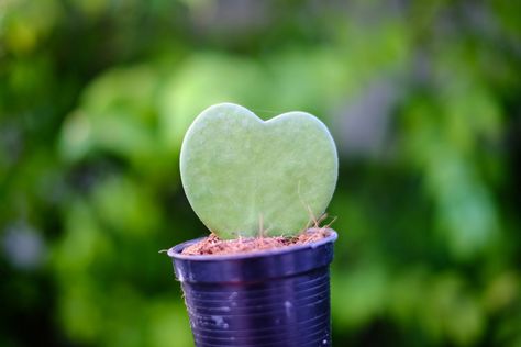 Sweetheart hoya plant, also known as Valentine plant or sweetheart wax plant, is named for its thick, succulent, heartshaped leaves. Like other Hoya varieties, sweetheart hoya plant is a stunning, lowmaintenance indoor plant. Get growing info in this article. Propagate Hoya, Hoya Care, Sweetheart Hoya, Hoya Varieties, How To Plant Flowers, Indoor Cactus Plants, House Plant Ideas, Cactus House, Low Maintenance Indoor Plants