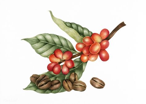 Illustration of coffee beans | premium image by rawpixel.com Coffee Brewing Methods, Mocha Coffee, Coffee Farm, Plant Vector, Coffee Illustration, Hand Images, Coffee Plant, About Coffee, Coffee Tasting