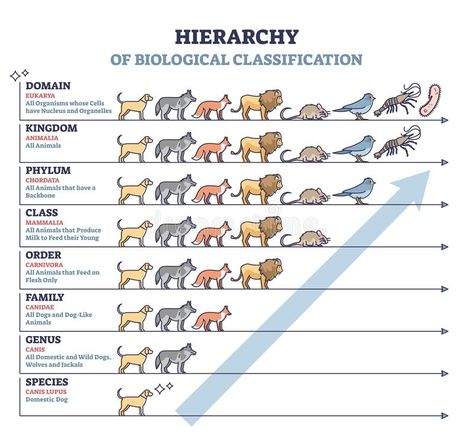 Classification of living things with biological hierarchy outline diagram. Classification of living things as biological hierarchy outline diagram. Labeled vector illustration Classification Of Living Organisms, Taxonomy Classification, Classification Of Organisms, Taxonomy Biology, Classification Of Living Things, Taxonomic Classification, Diagram Illustration, Biology Diagrams, Biology Projects