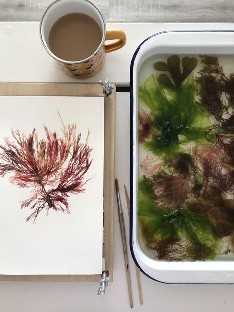 #seaweed #pressedseaweed #seaweedart #algae #artinnature #wonderinnature #responsibleforaging #sustainableart #seainspired #seasidemoocher Sustainable Art, Sea Inspired, My Days, How To Dry Basil, Nature Art, Basil, Sustainability, The Day, Herbs