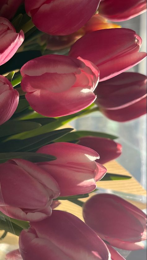 Tulip Flower Aesthetic Wallpaper Laptop, Tulip Computer Wallpaper, Tulips Wallpaper Ipad, Floral Wallpaper Ipad, Pink Tulips Wallpaper, Tulip Flower Wallpaper, Pink Tulips Wallpaper Aesthetic, Spring Phone Wallpaper, Coastal Background