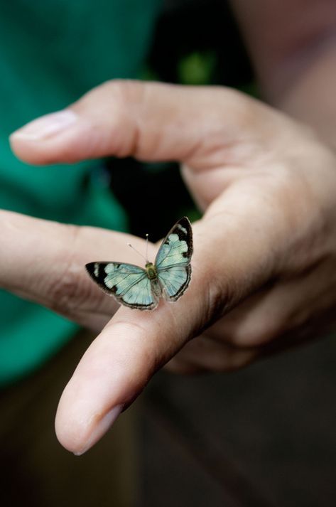 ♥ Holding Butterfly, Brazil Summer, Landing Strip, Javier Fernandez, Hands Holding, Butterfly Kisses, Green Butterfly, Simple Pleasures, A Butterfly