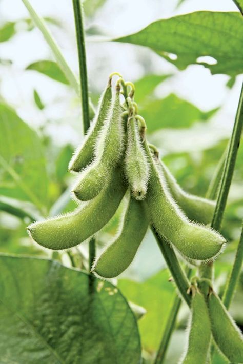 Information about soybeans Soy Bean Plant, Soybeans Plant, Seeds Color, Soy Bean, Bean Plant, Edible Seeds, Soy Beans, Soy Recipes, Soya Bean